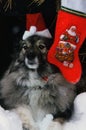 Fluffy-haired Dog Waiting for Santa