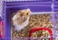 Fluffy hamster in a cage. Funny syrian angora pet