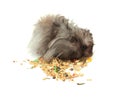 Fluffy Hamster Eating Grains Royalty Free Stock Photo