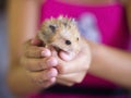 Fluffy hamster is held in the palms