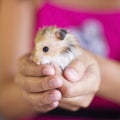 Fluffy hamster is held in the palms