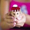 Fluffy hamster with knitted striped hat with pompon in girl`s hands