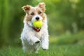 Fluffy happy pet dog puppy running, playing with a ball in the grass Royalty Free Stock Photo