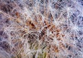 Fluffy head of dandelion with dew drops, macro Royalty Free Stock Photo