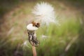 Fluffy head of a dandelion with partially blown seeds with the help of the wind on light green blurred background Royalty Free Stock Photo