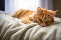 a fluffy healthy cat sleeping curled in a cozy bed