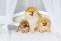 Fluffy high bred spitz dog