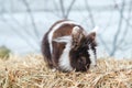 Fluffy home pet on a walk. Small fluffy bunny on hay. Easter bunny. Home decorative rabbit eating outdoors. Cute little bunny