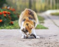 Fluffy house cat caught a grey rat in the summer garden and hold Royalty Free Stock Photo