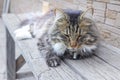 Fluffy house cat gray and white squints and dozes