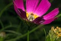 A fluffy insect sits on a flower, with brightly violet petals. On a green background. Macro