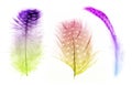 Fluffy isolated three colored feathers in spots Royalty Free Stock Photo