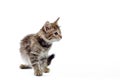 Fluffy kitten alert on a white background Royalty Free Stock Photo