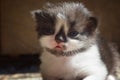 Fluffy kitten with a black nose cute