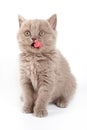 Fluffy kitten British cat meows