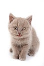 Fluffy kitten British cat meows Royalty Free Stock Photo