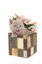 Fluffy kitten British cat sitting in a box of flowers Royalty Free Stock Photo