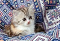 Fluffy kitten with brown eyes on the background with ornamet.