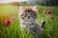 Fluffy kitten captivates with innocent stare amidst picturesque meadow