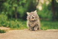 Fluffy kitten with a funny face