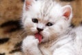 Fluffy kitten licks paw pink tongue, close-up of a cute gray white kitten Royalty Free Stock Photo