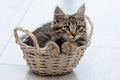 Fluffy kitten lies in a wooden basket on a light neutral background. Royalty Free Stock Photo