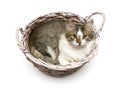 Fluffy kitten lying in a wicker basket on a white background Royalty Free Stock Photo