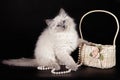 Fluffy kitten of the Nevskaya Masquerade with blue eyes, near a basket with white beads on a black background.