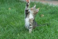 Fluffy kitten or outbred cat sit on green grass play with human hand, cat Royalty Free Stock Photo