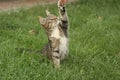 fluffy kitten or outbred cat sit on green grass play with human hand, cat