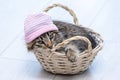 A fluffy kitten in a pink hat lies in a wooden basket on a light neutral background. Royalty Free Stock Photo