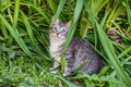 Fluffy kitten playing on the grass. Little kitten is a very active, funny animal