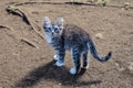 Fluffy kitten playing on the grass. Little kitten is a very active, funny animal