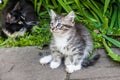 Fluffy kitten playing on the grass. Little kitten is a very active, funny animal