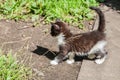 Fluffy kitten playing on the grass. Little kitten is a very active, funny animal.