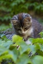 Fluffy kitten on a reed roof playing with ivy leaves Royalty Free Stock Photo