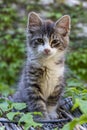 Fluffy kitten on a reed roof posing Royalty Free Stock Photo