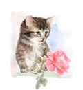 Fluffy kitten with rose.
