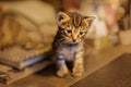 Fluffy kitten sitting in the room . Little kitten-very active, funny animal.