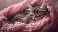 A fluffy kitten sleeping in a pink basket with a pink knitted blanket, soft pastel Royalty Free Stock Photo