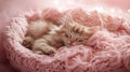 A fluffy kitten sleeping in a pink basket with a pink knitted blanket, soft pastel Royalty Free Stock Photo