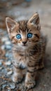 Fluffy kitten with striking blue eyes, focus on, adorable theme, realistic, Overlay, Garden backdrop