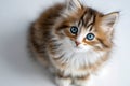 Fluffy kitten with striking blue eyes looking up while sitting on a light surface with soft fur and gentle expression in a bright Royalty Free Stock Photo