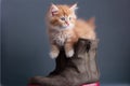 fluffy kitten trying to climb out of a tall boot