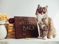 Fluffy kitten, vintage books, red apple and brown blackboard