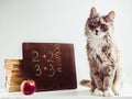 Fluffy kitten, vintage books, red apple and brown blackboard