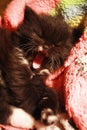 fluffy kitten yawns