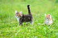 The fluffy kittens plays in a green grass