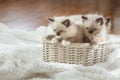 Kittens on brown in a plaid. Bicolor Rag Doll Cat Royalty Free Stock Photo
