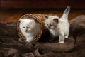 Kittens on brown in a plaid. Bicolor Rag Doll Cat Royalty Free Stock Photo